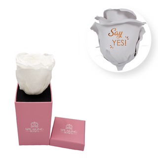 Say yes - Square Paper Box  (1 Preserved Head)