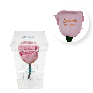 Lo siento mucho - Square Acrylic Box  (1 Preserved Stem)